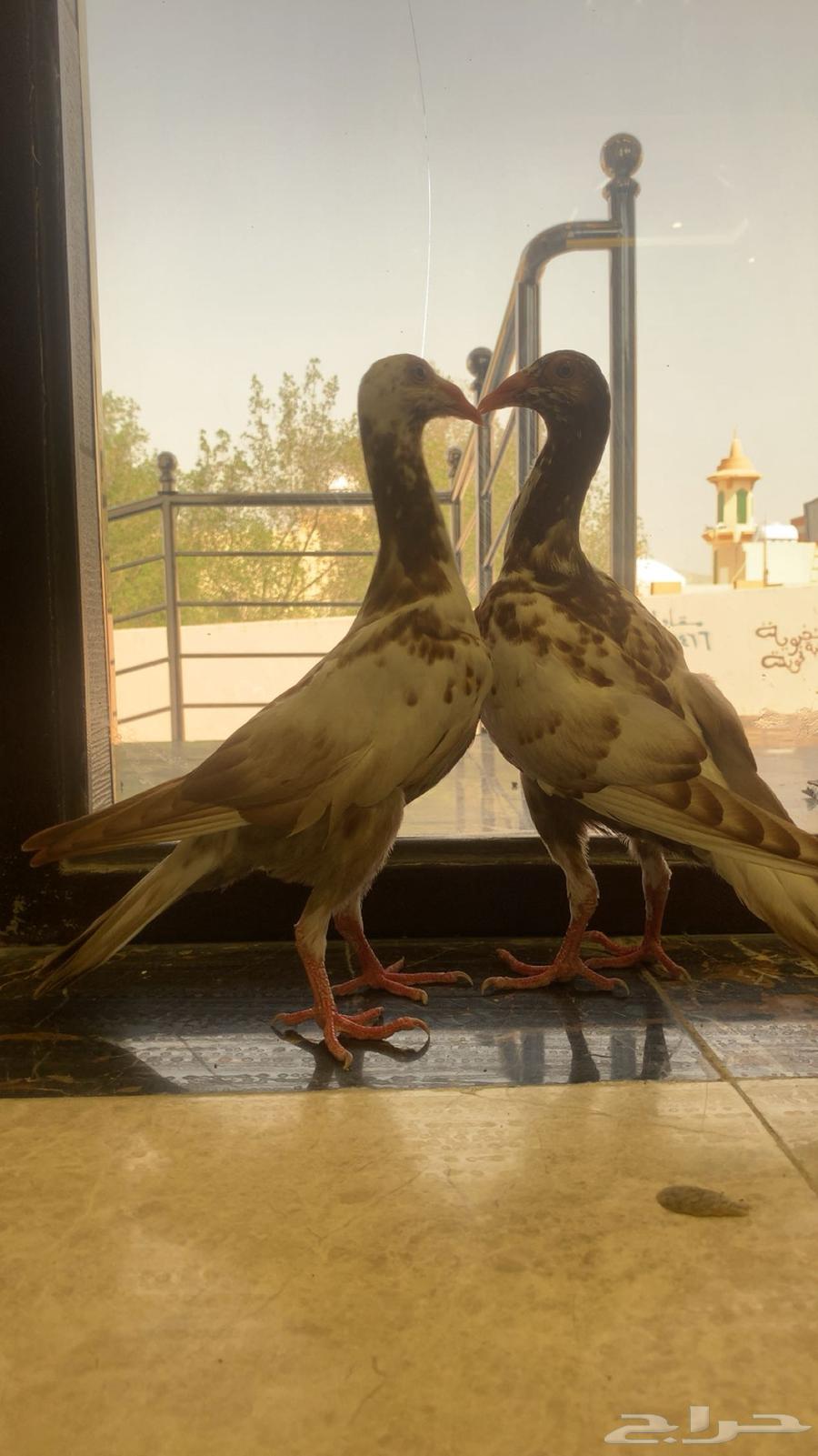 (تم البيع الله يبارك للمشتري عدد ريشها)64650878298625110