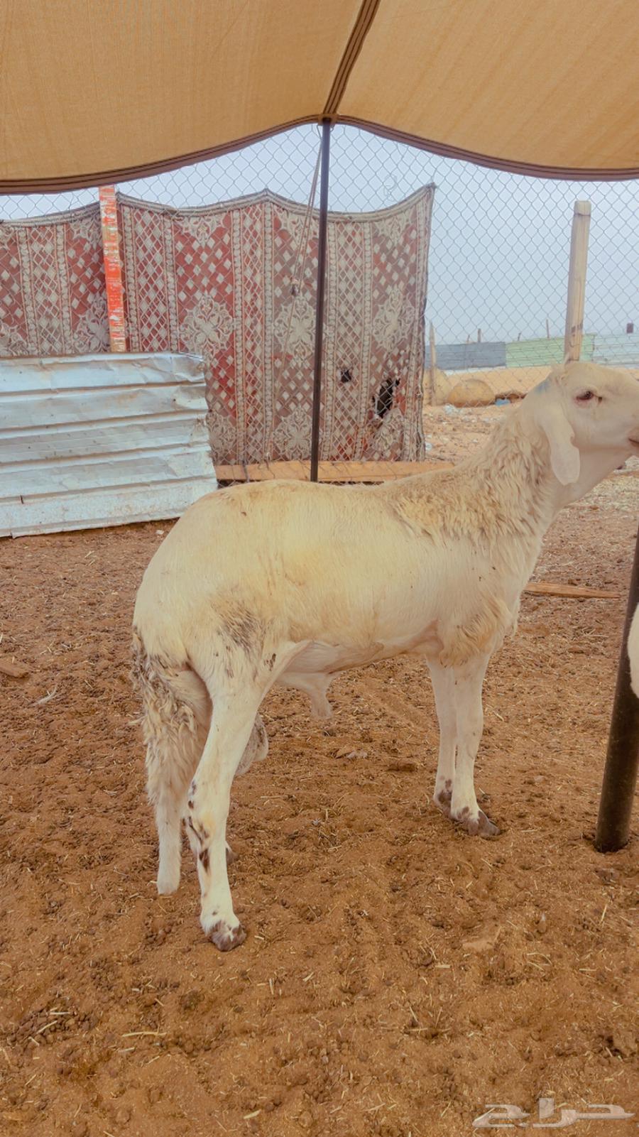 طليان سواكن فل شحم مرابي 4 شهور لحمه بيضه شرط ضمان ذهبي64650207385859111