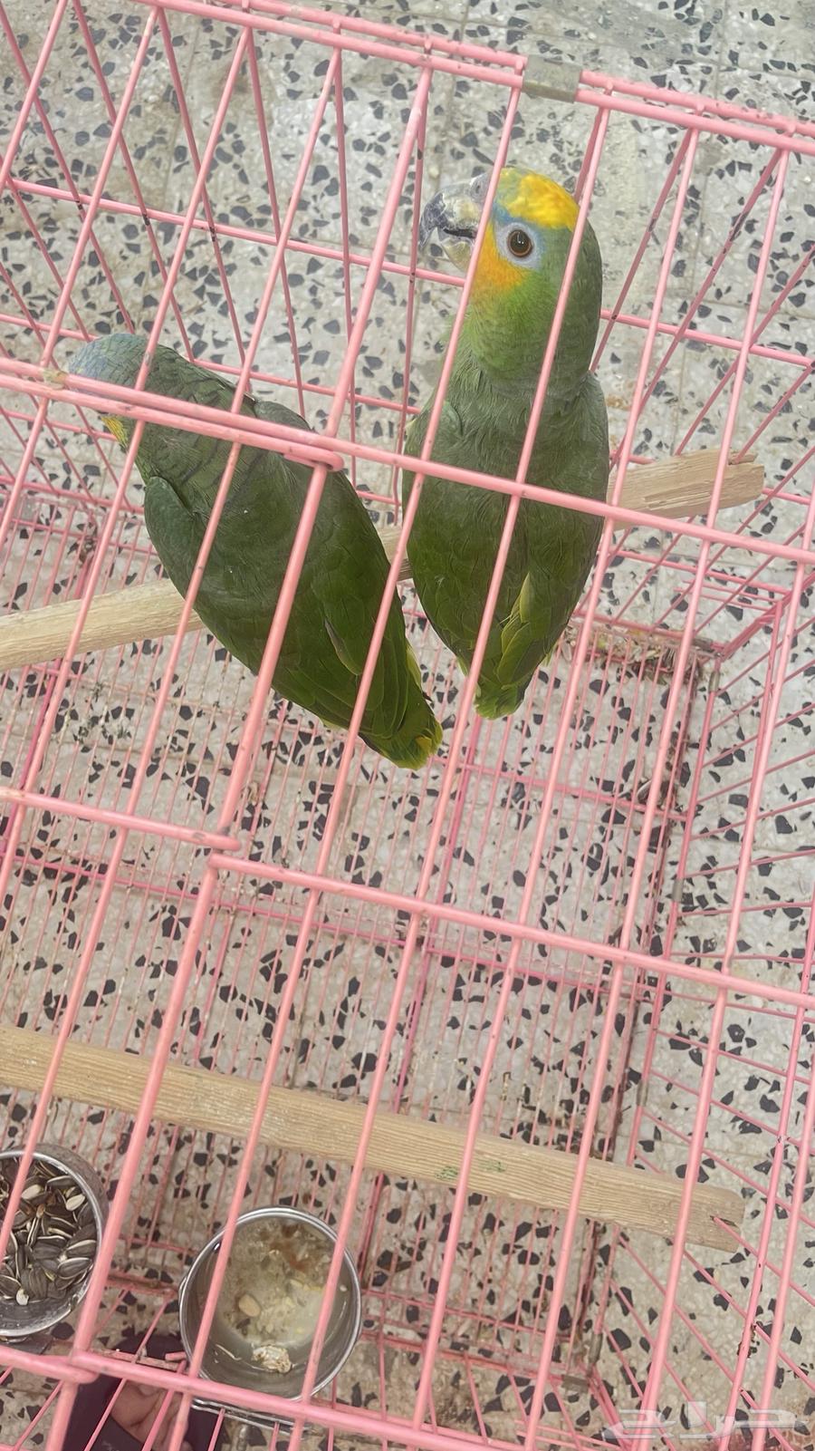 زوج امازون اورانج وينجد64651759542017111