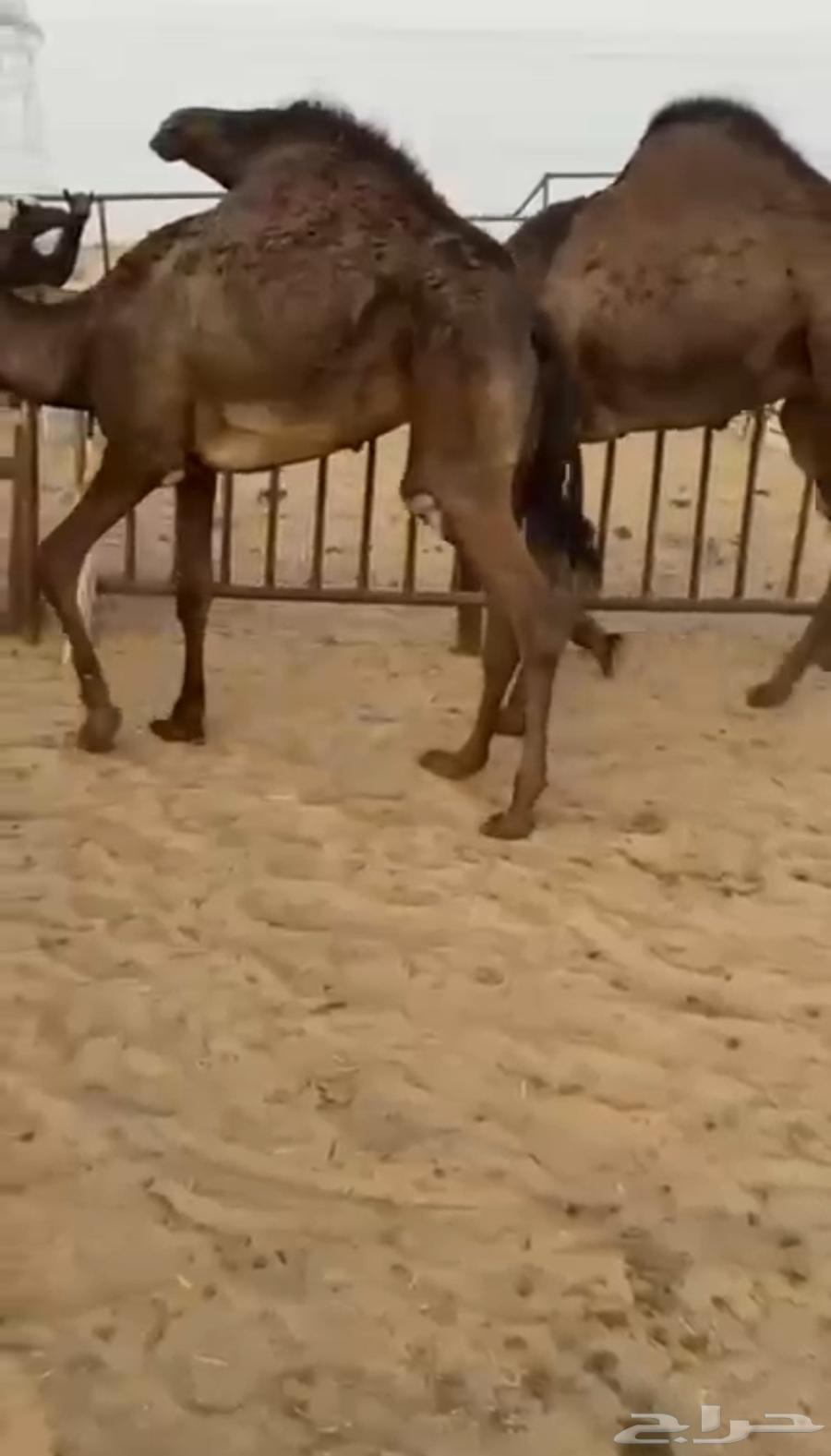 قعودين كفو فل للبيع فاخره64651527678721110