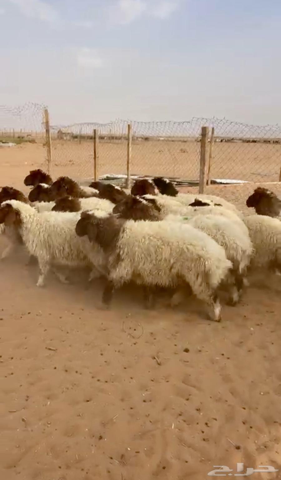 Naeem Municipality, Bariha: Slaughter or Halal Butchering64651270069634111