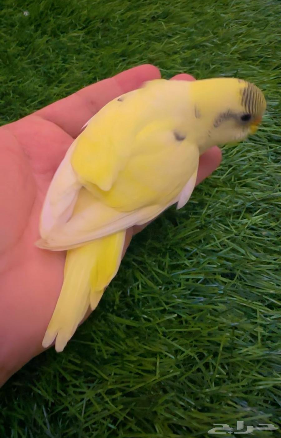 فرخ بادجي64649957022593113