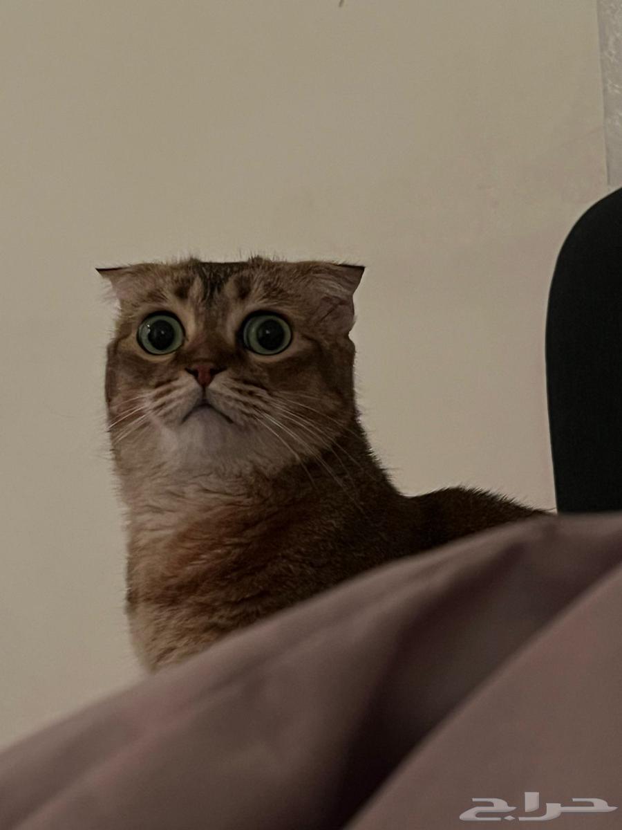 قطه للبيع64650346375042113