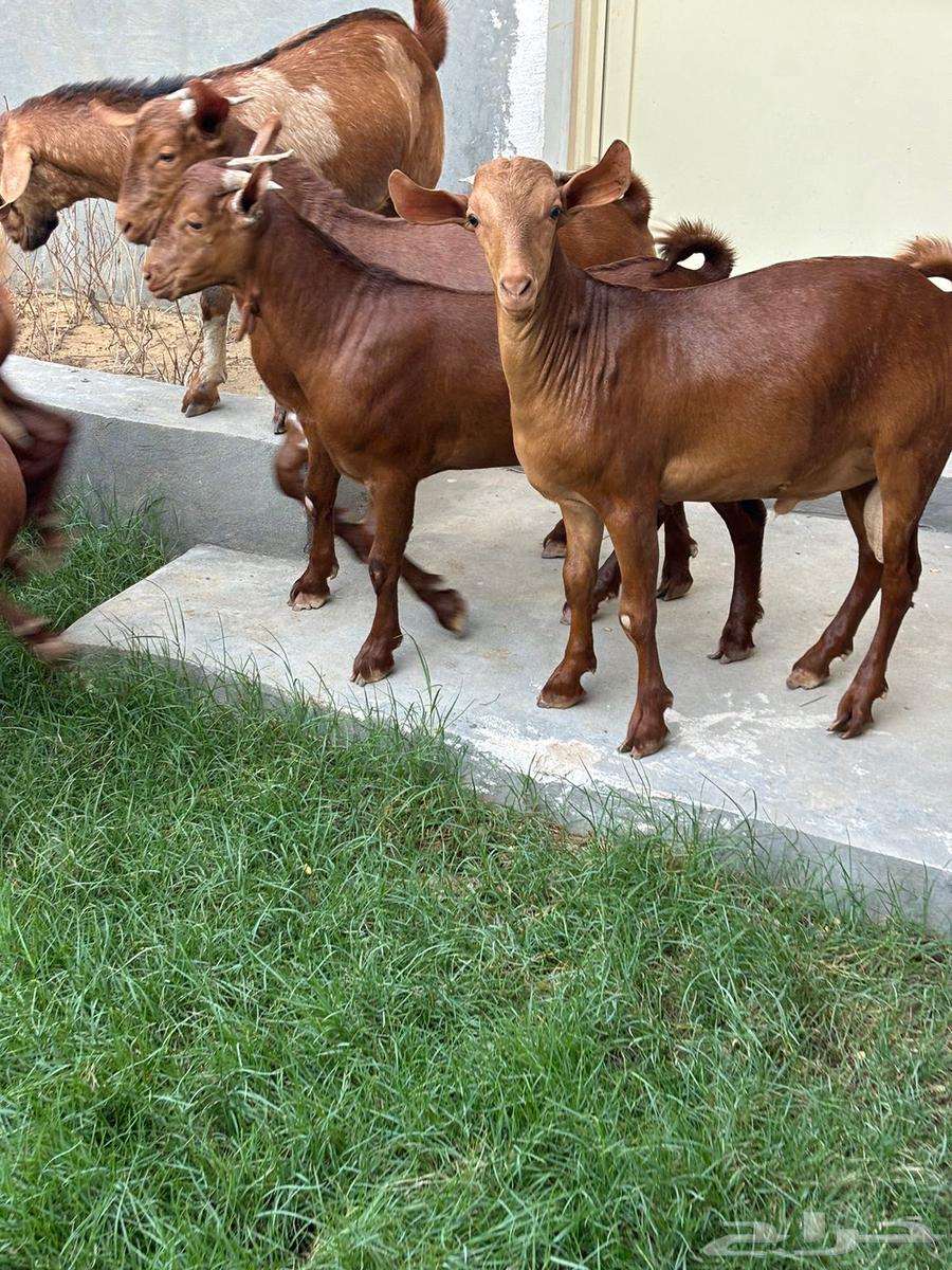 Southern Goats for Sacrifice, 10th Batch64653766918786112