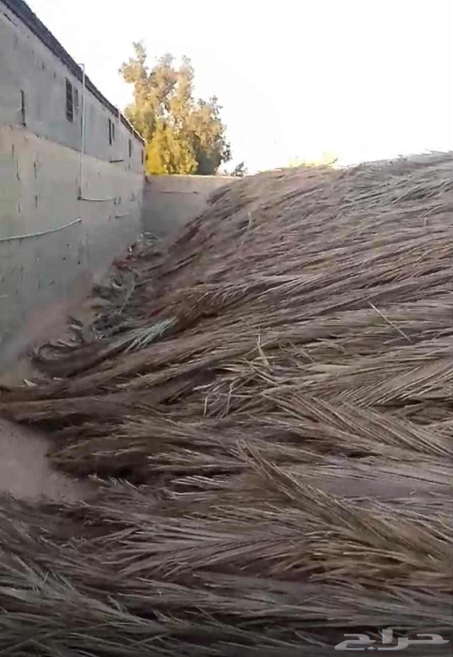 Palm Fronds for Sale – Large Quantity64652440481283111