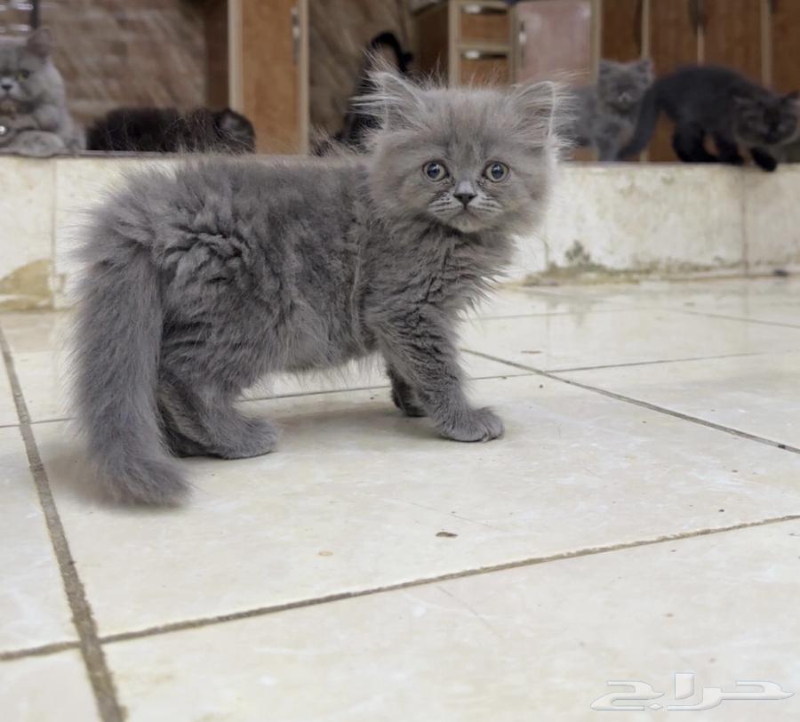 Cats64533719487747111