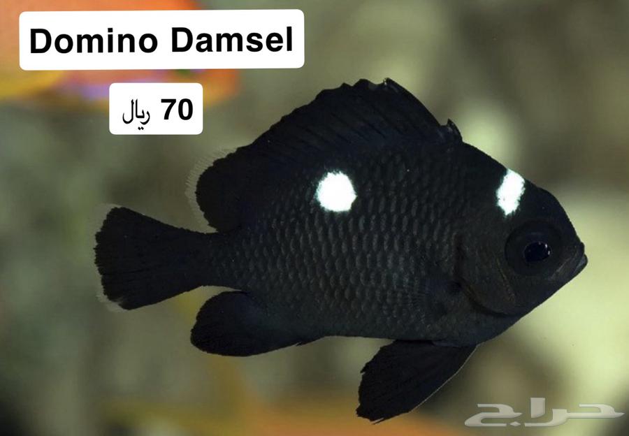 اسماك زينة بحرية64655719183746111