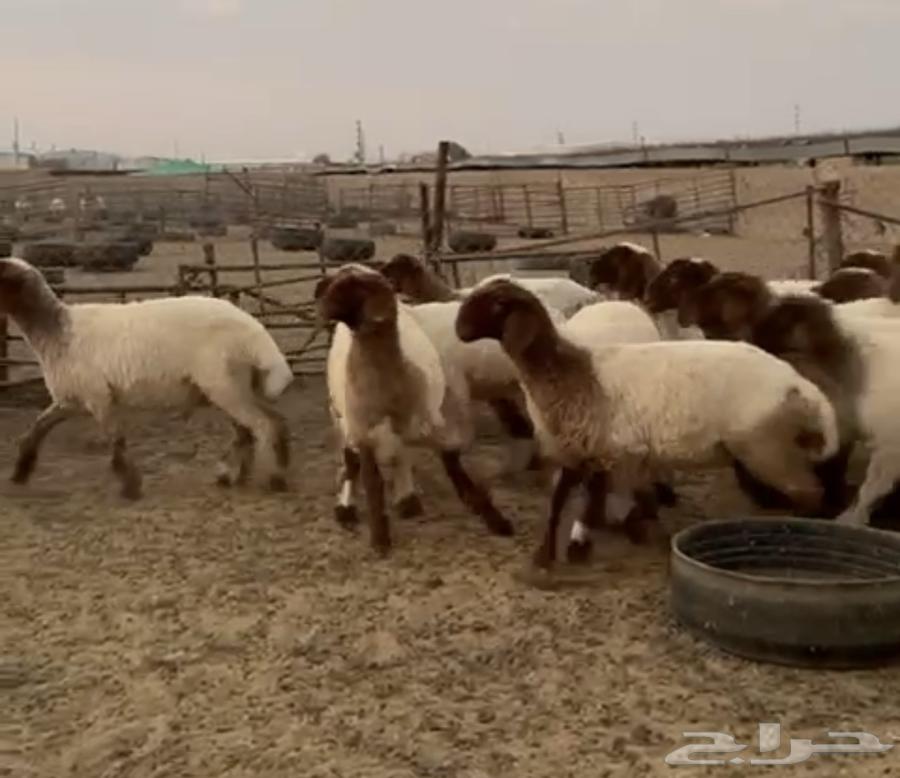 جدعات نعيمي صنف مقنوي طيبة64656467190273114