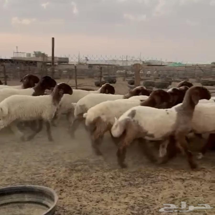 جدعات نعيمي صنف مقنوي طيبة64656467190273110