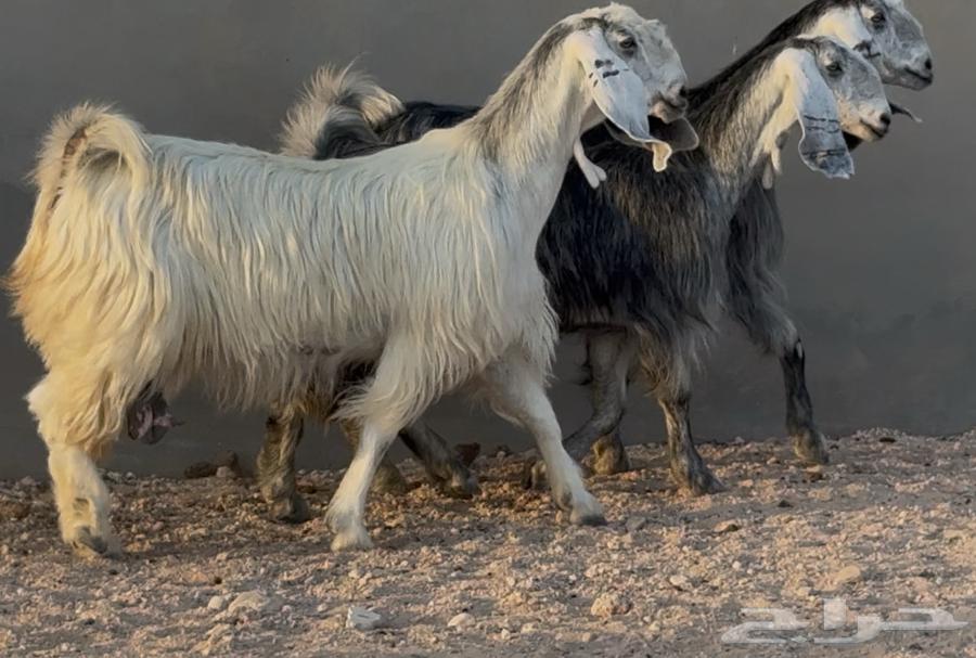 معزا مصريات جم طيبه دفيع العدد 3 البيع 150064650007372161110