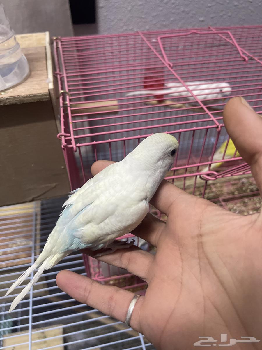 زوج بادجي هولندي منتج مع فرخين64611267497859113