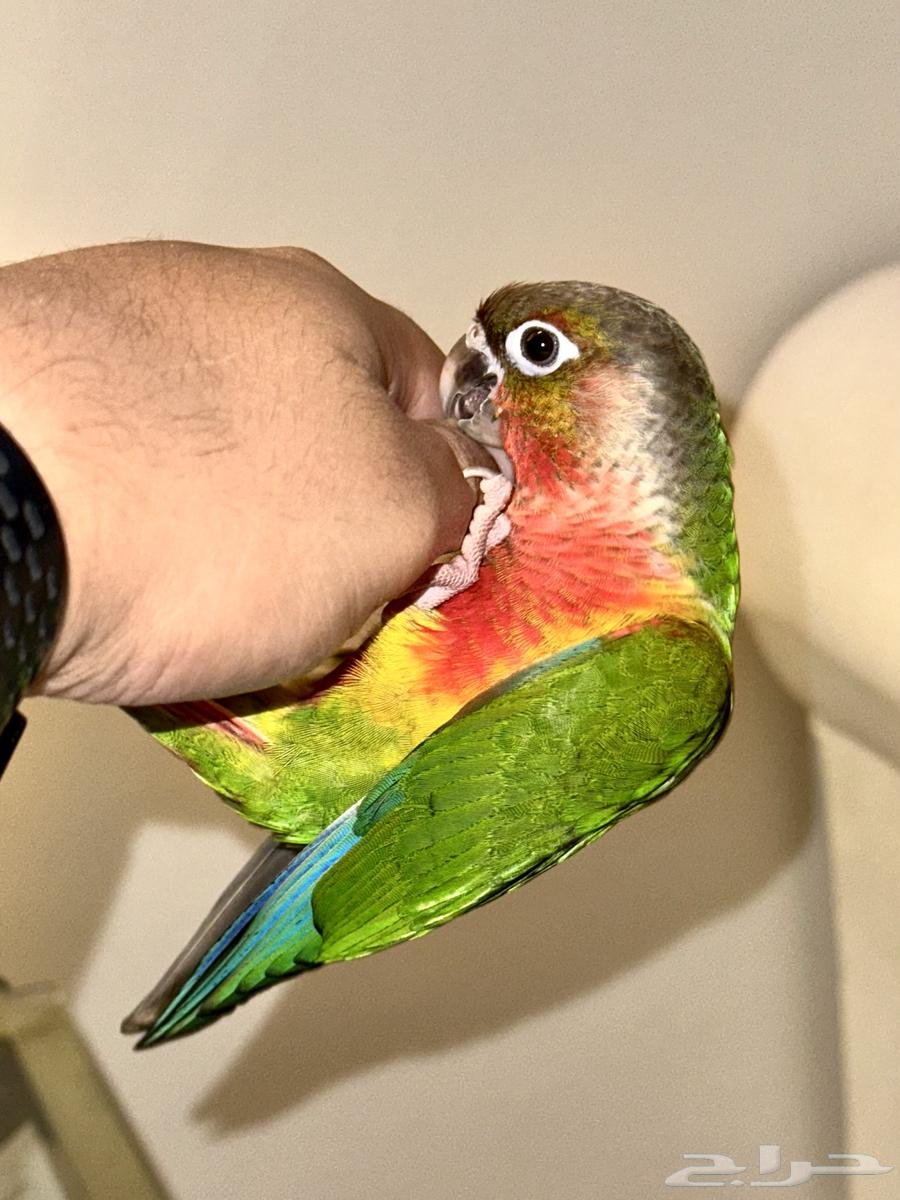 طائر كنيور أليف للبيع64654833700995111