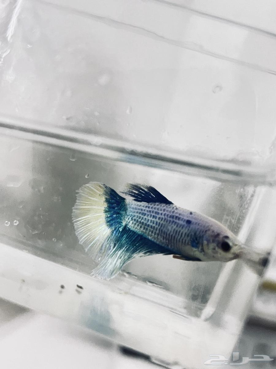 تم توفير مجموعه جديده من اسماك الفايتر ذكور واناث64653236648323112