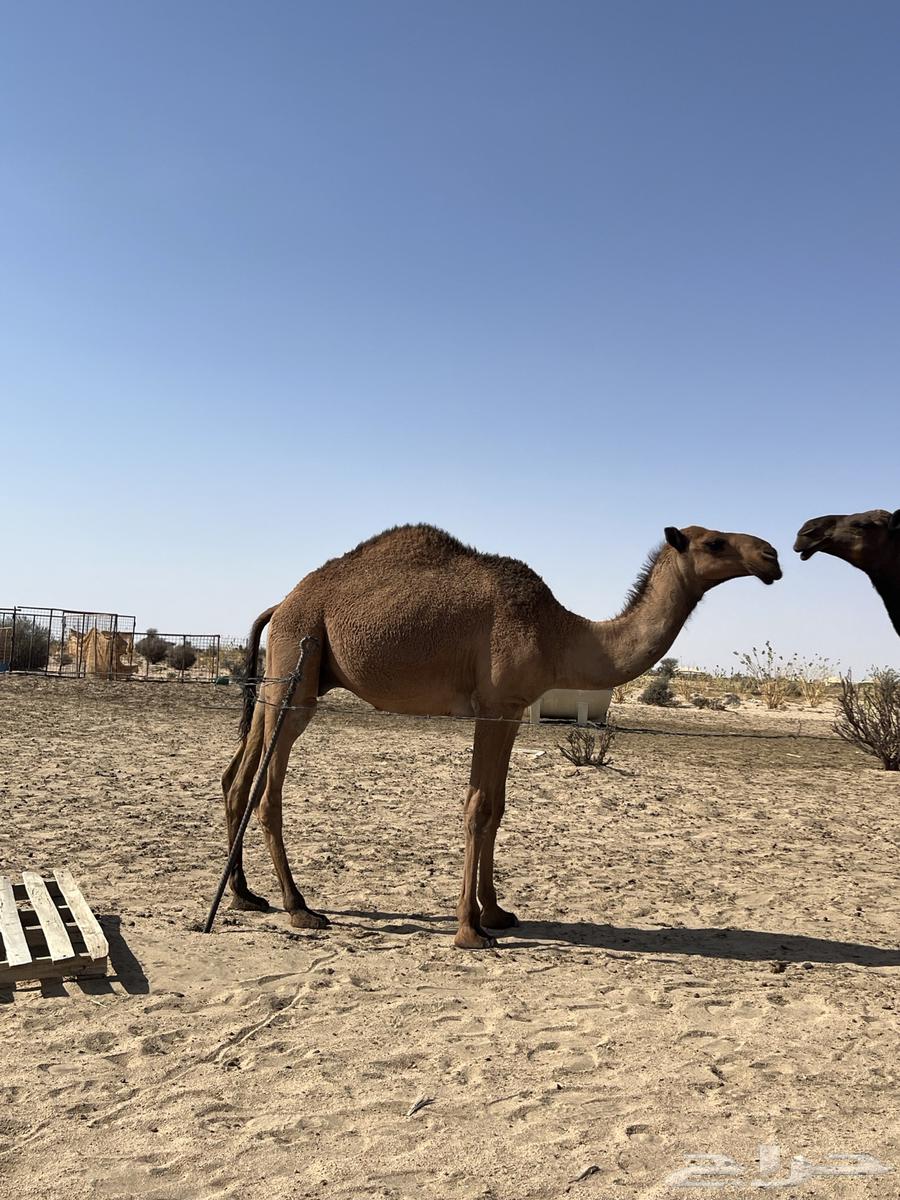 قعود سمين وطيب والتصوير هاذ قبل شهر الحين اسمن واطيب64655070390785110