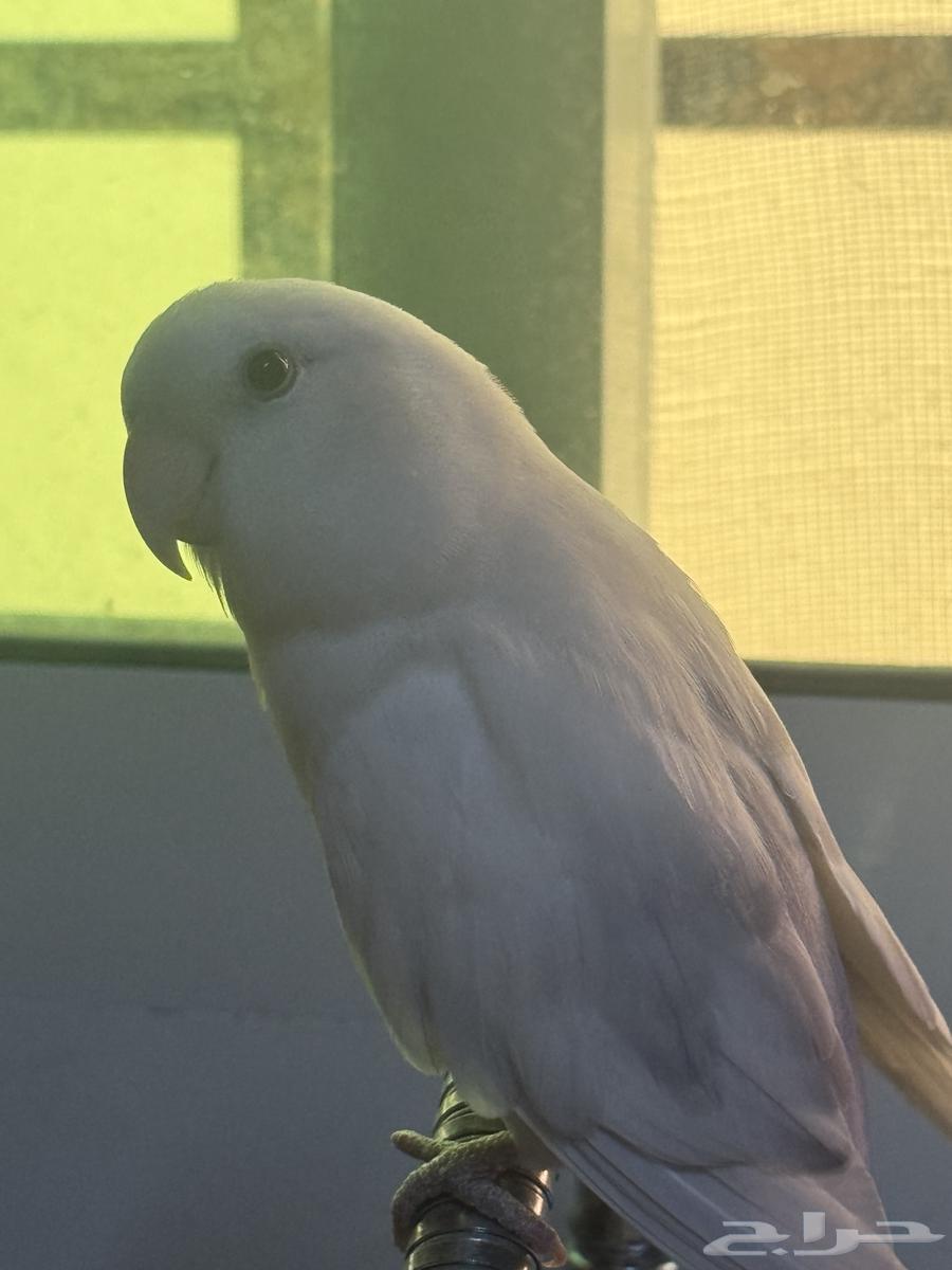 طير روز للبيع64652150115842112