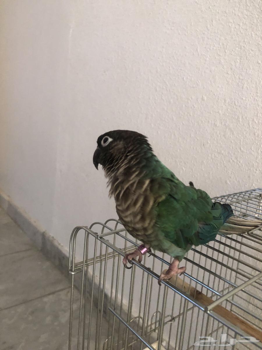 بغبغاء كنيور هدد داخلي64651709174146113