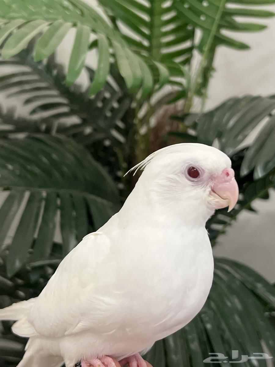 Al-Labino Quail with Red Eyes, Weaning Completed (Bargaining Allowed)64651219428483111