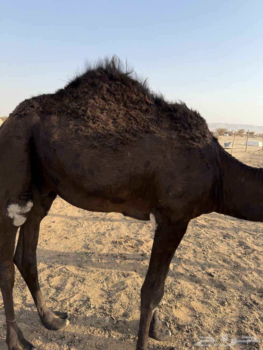 قعود قصب طيب مشالله64652251743619111