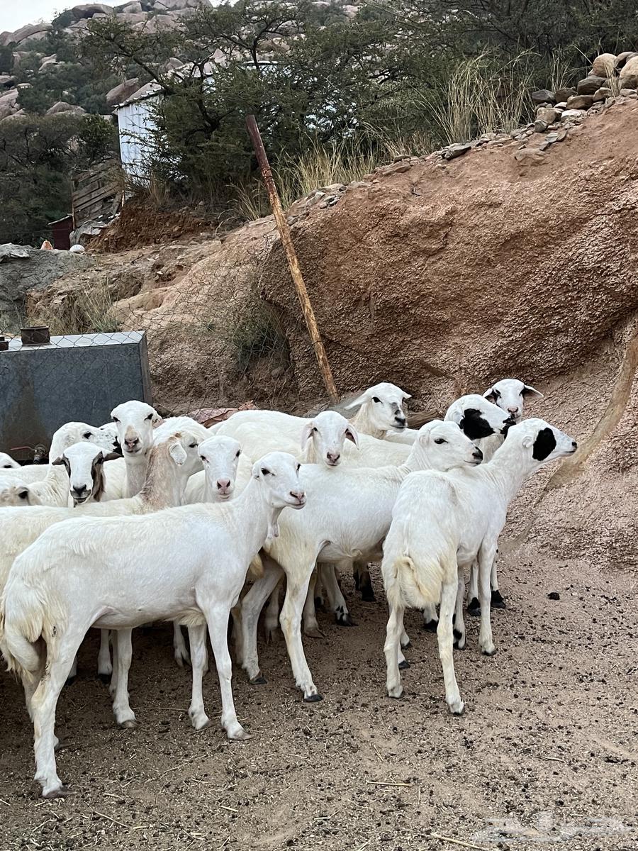 رخال رفيديات للبيع64655470441345110