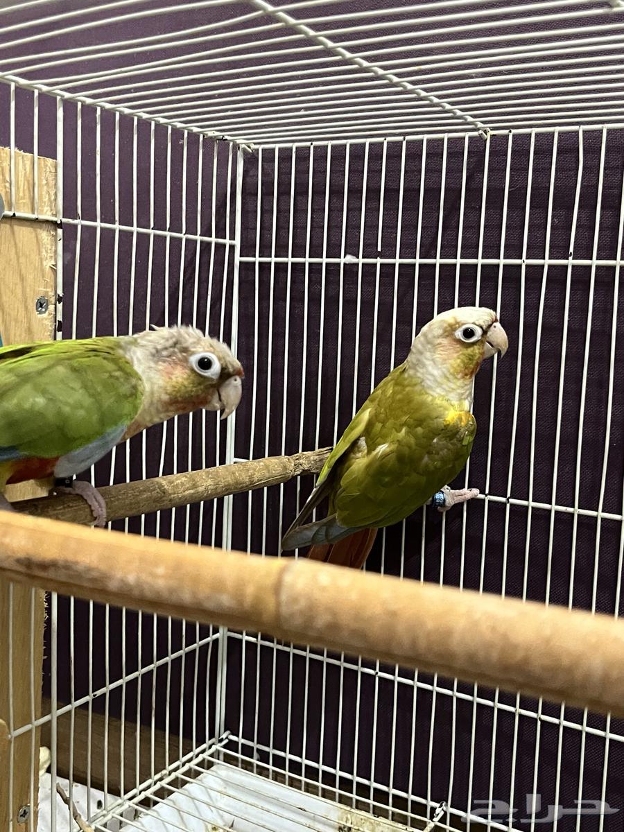 للبيع جوز كنيور انانس64657288349955114