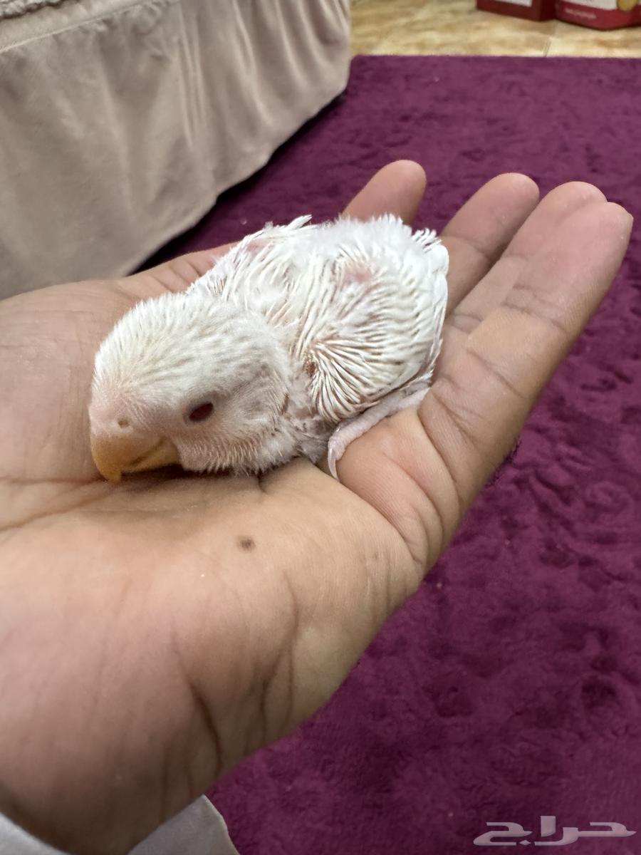 فرخ روز البينو64656093412354111