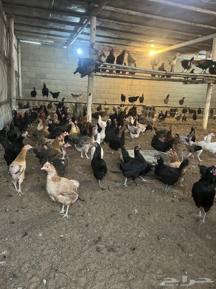 بيض بلدي مخصب64417427225987113