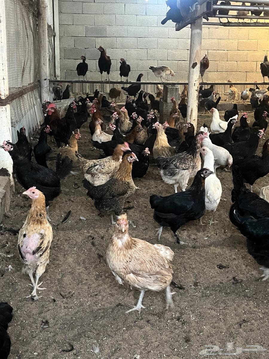 بيض بلدي مخصب64417427225987114