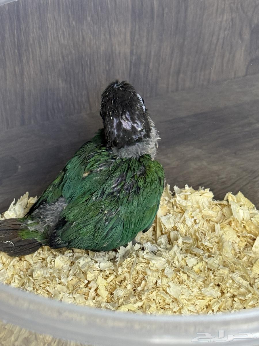 تم البيع64646871907074111