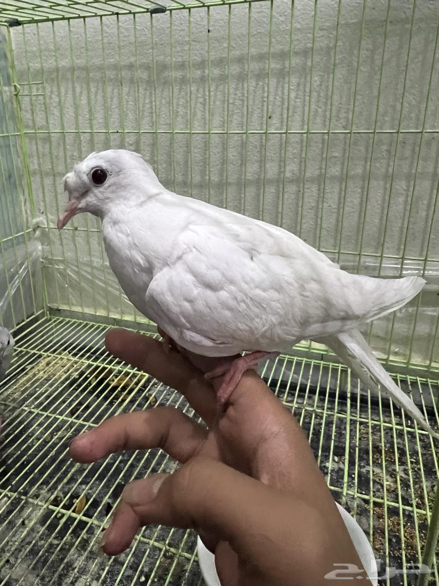 A Pair of Yaakreem Doves, Productive and Tame64649818620417111