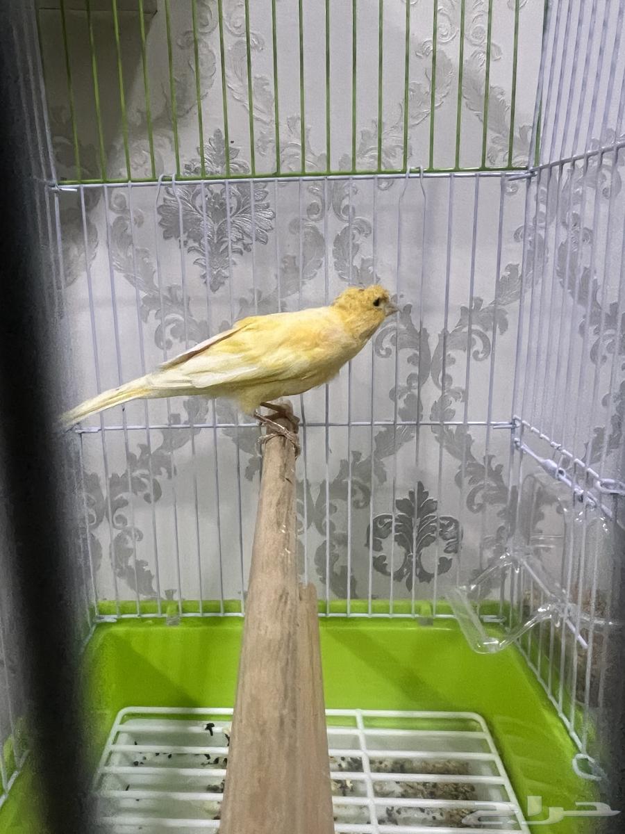 دكور كناري تغريد64648487900545111