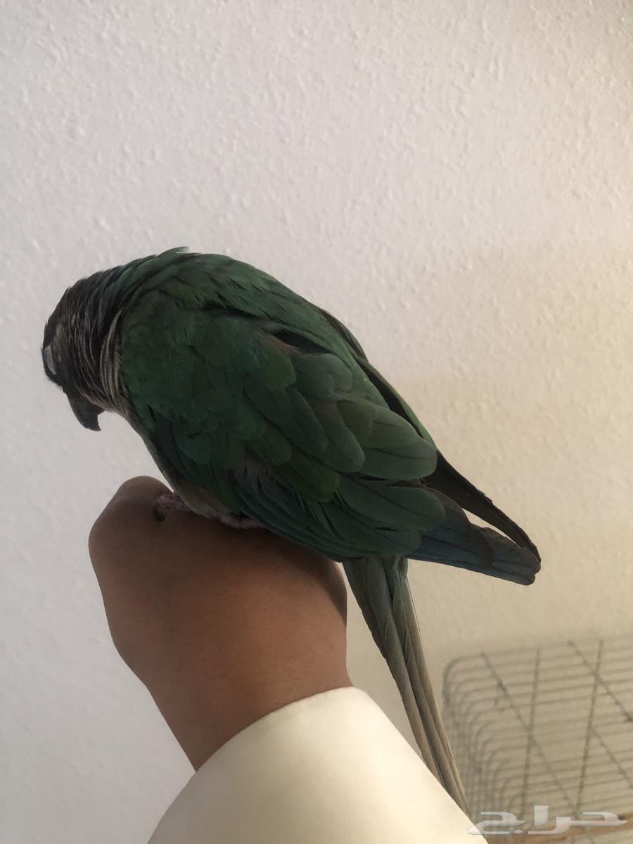 بغبغاء كنيور هدد داخلي64651709174146112