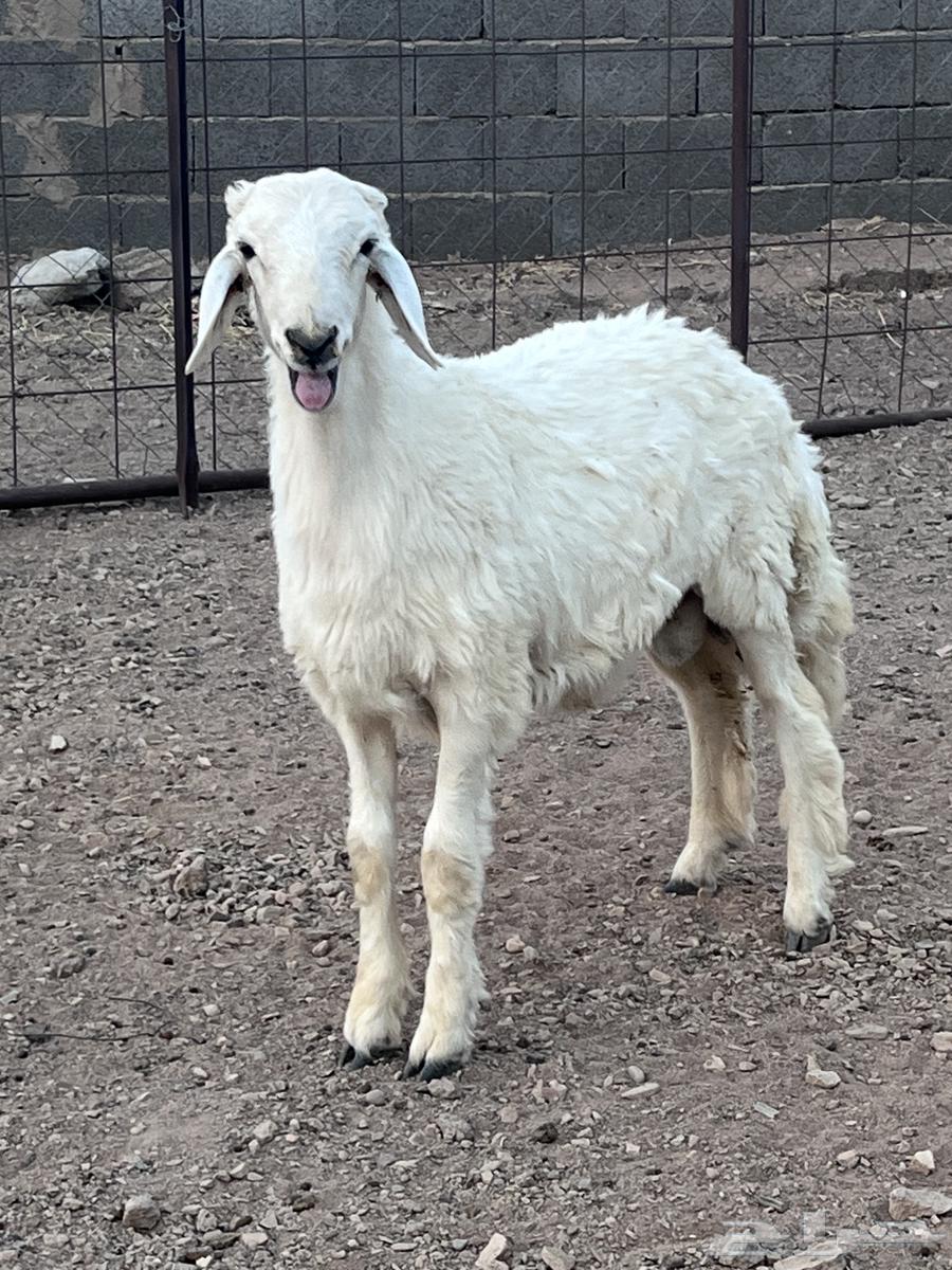 للبيع طلي ذبيحه64648864129539110