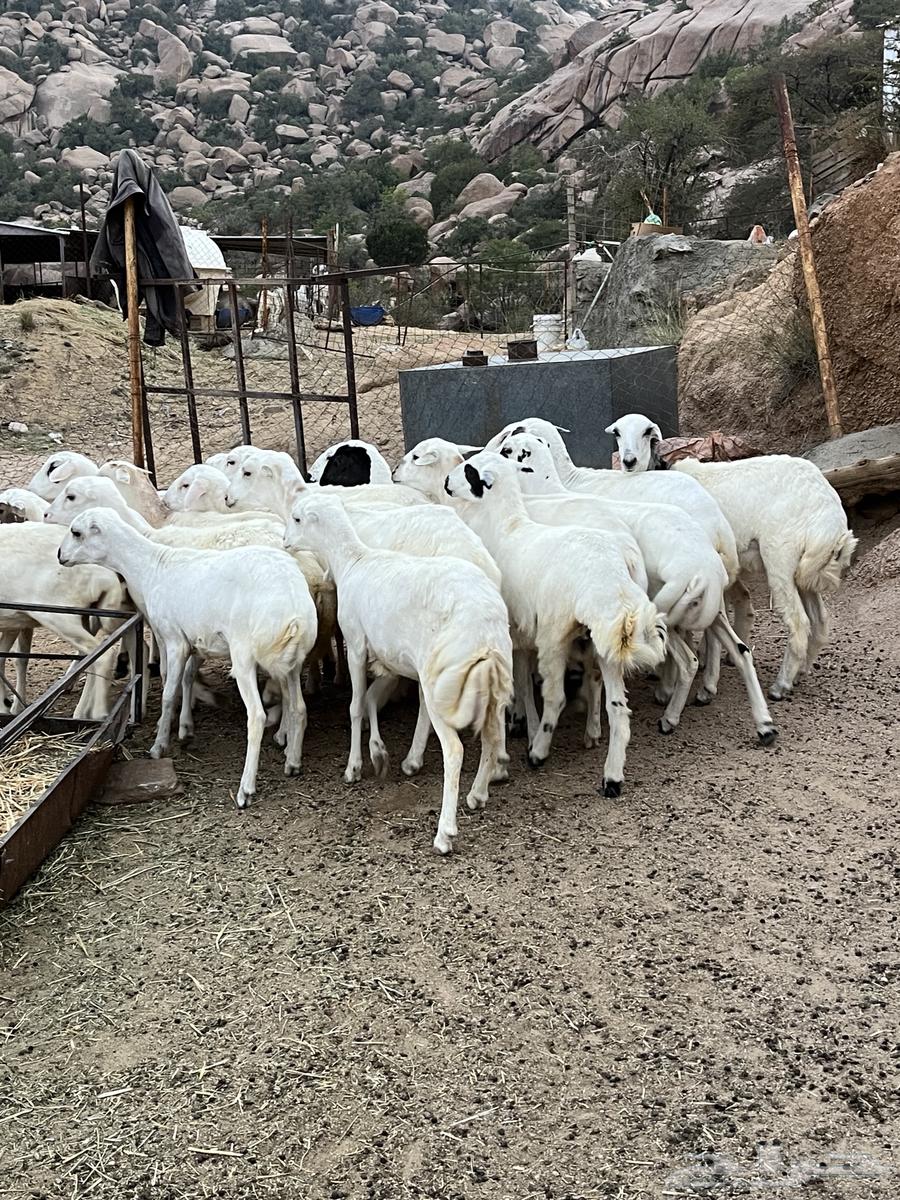 رخال رفيديات للبيع64655470441345112