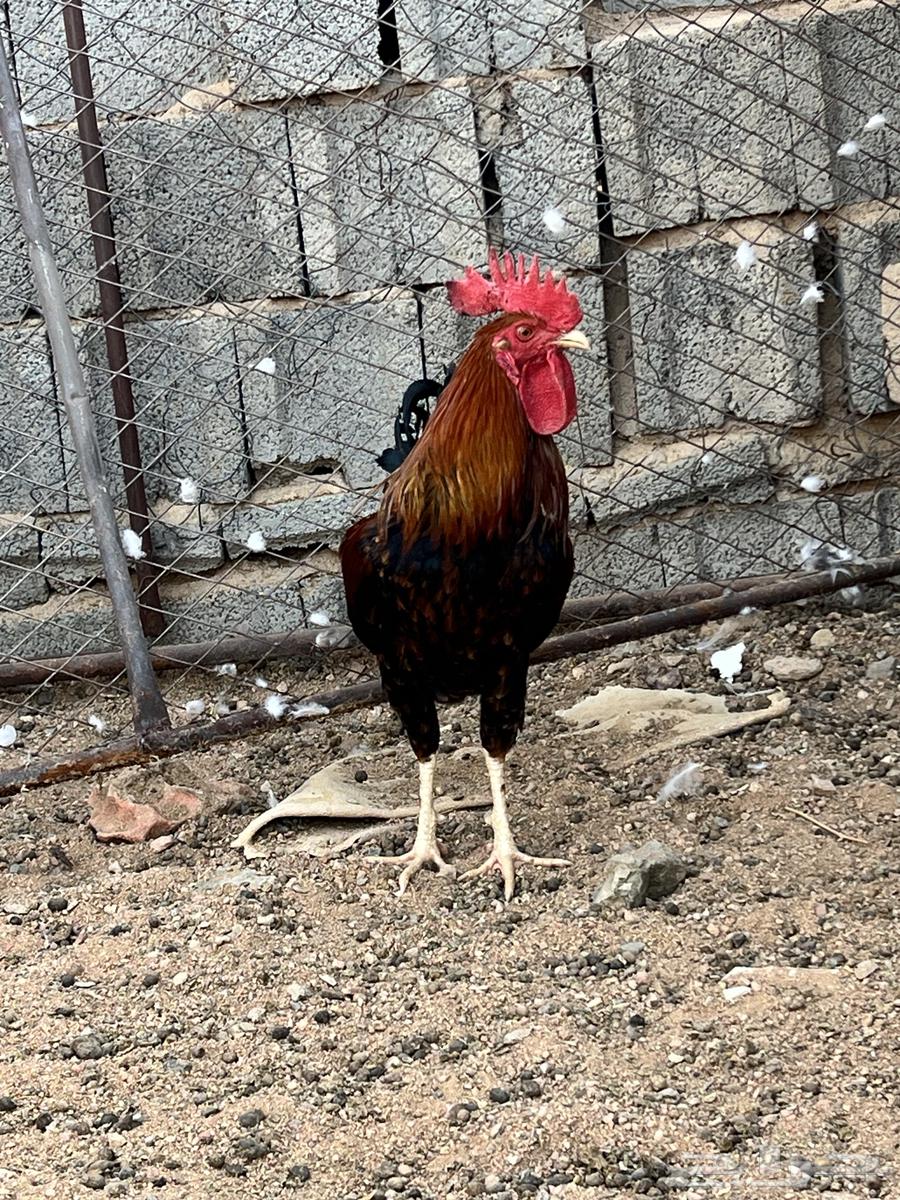 تم البيع64654069071873111