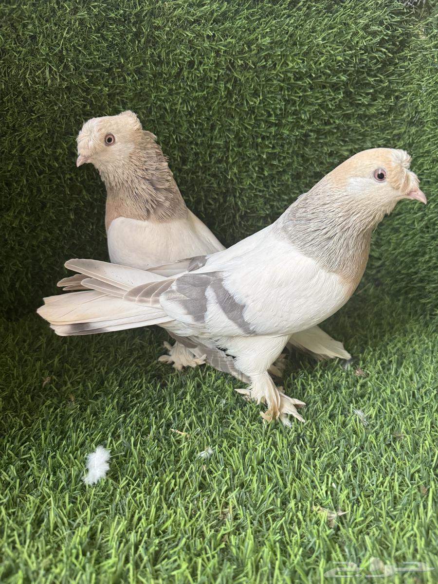 جوز ارفلي64655195741825110