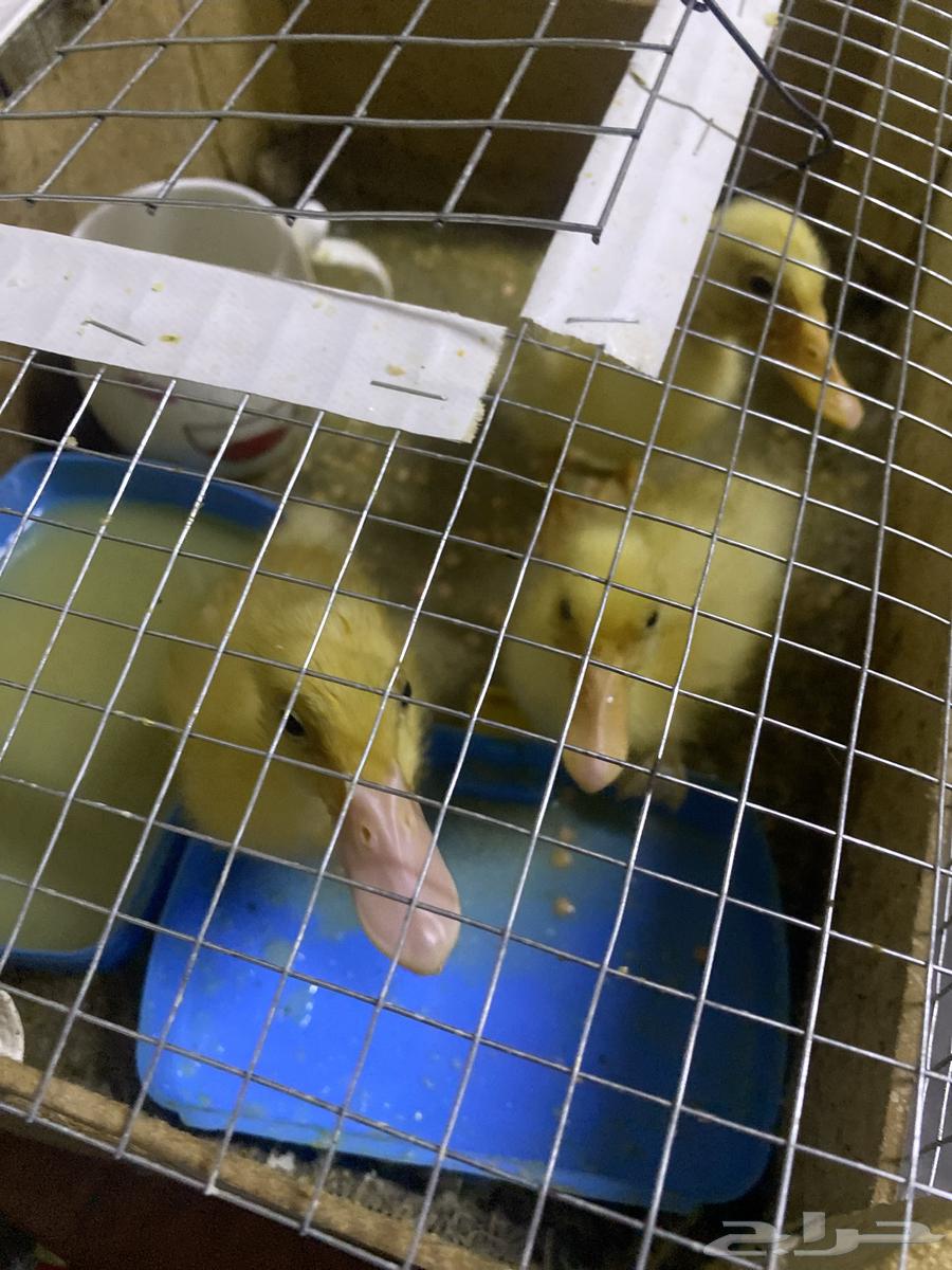 بطات ثلاثه للبيع تم البيع الان بس باقي القفص حقهم صناعه يدوي64656578810113110