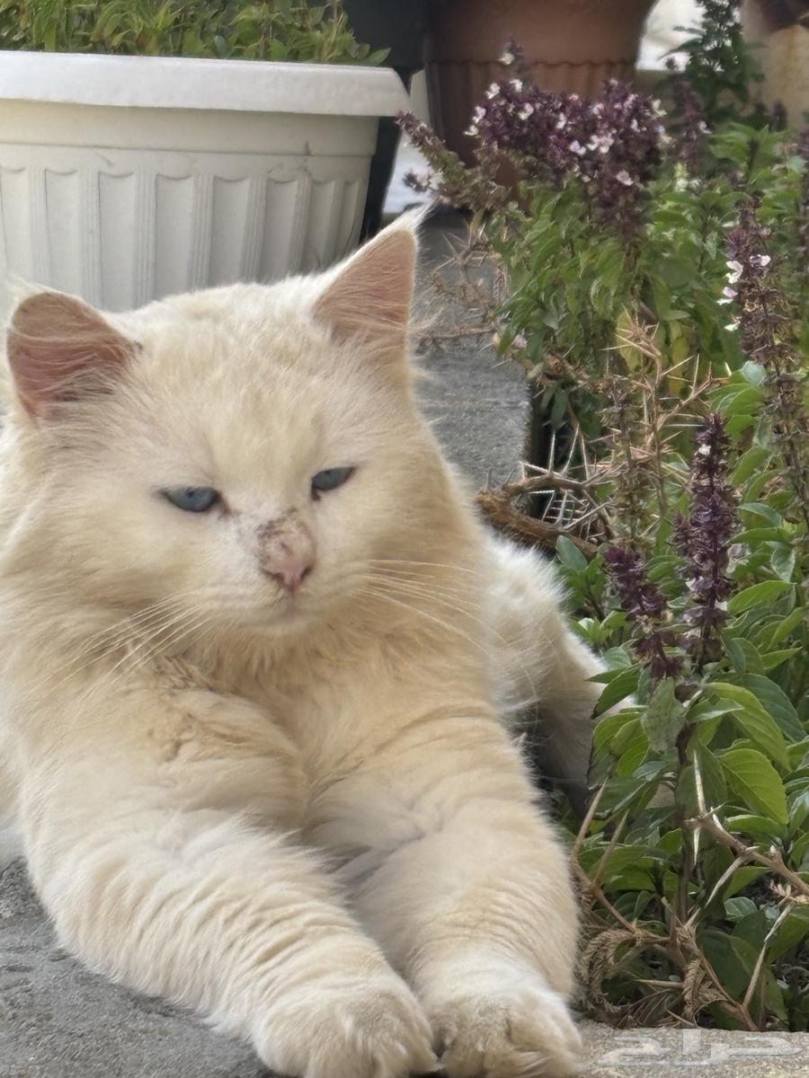 قططه للبيع.64650611526147110