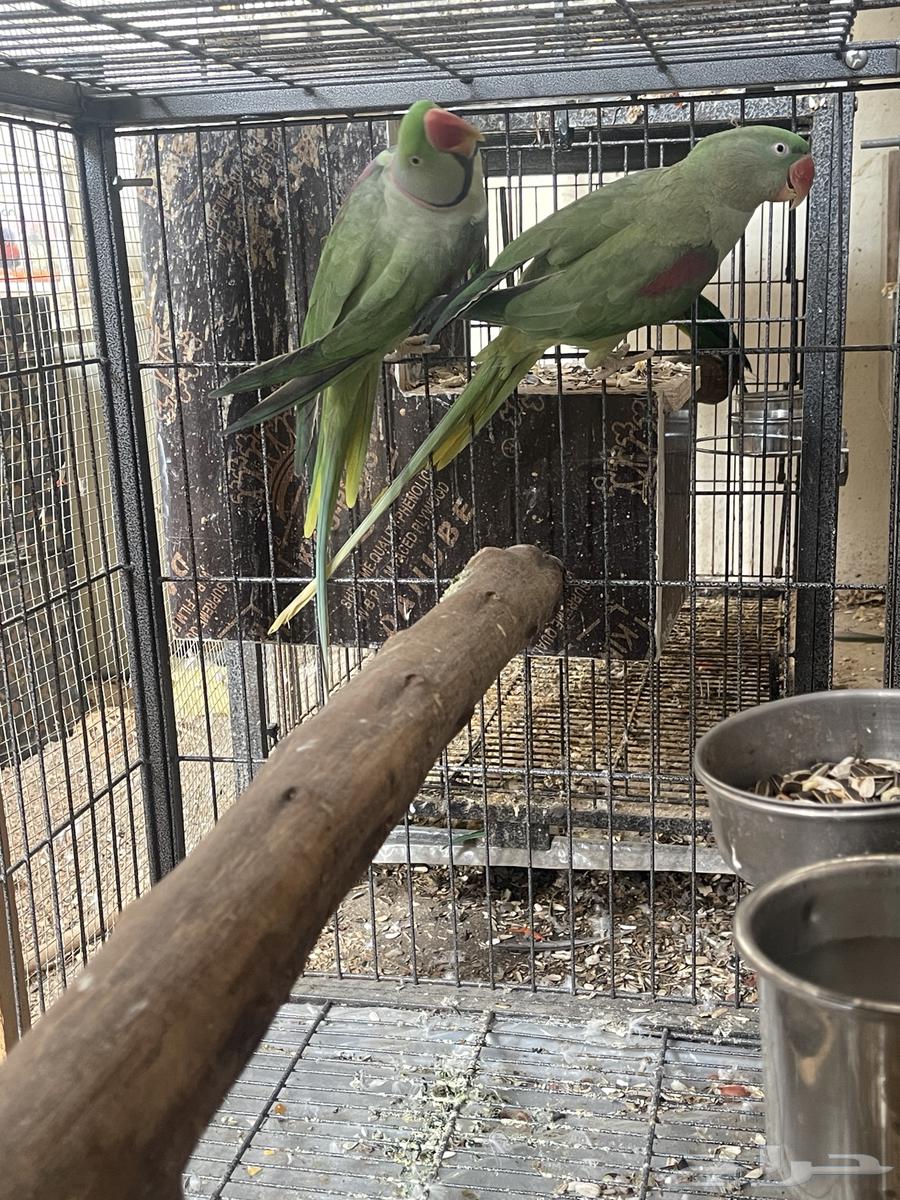 جوز دره نيبالي مباع64656317757057110