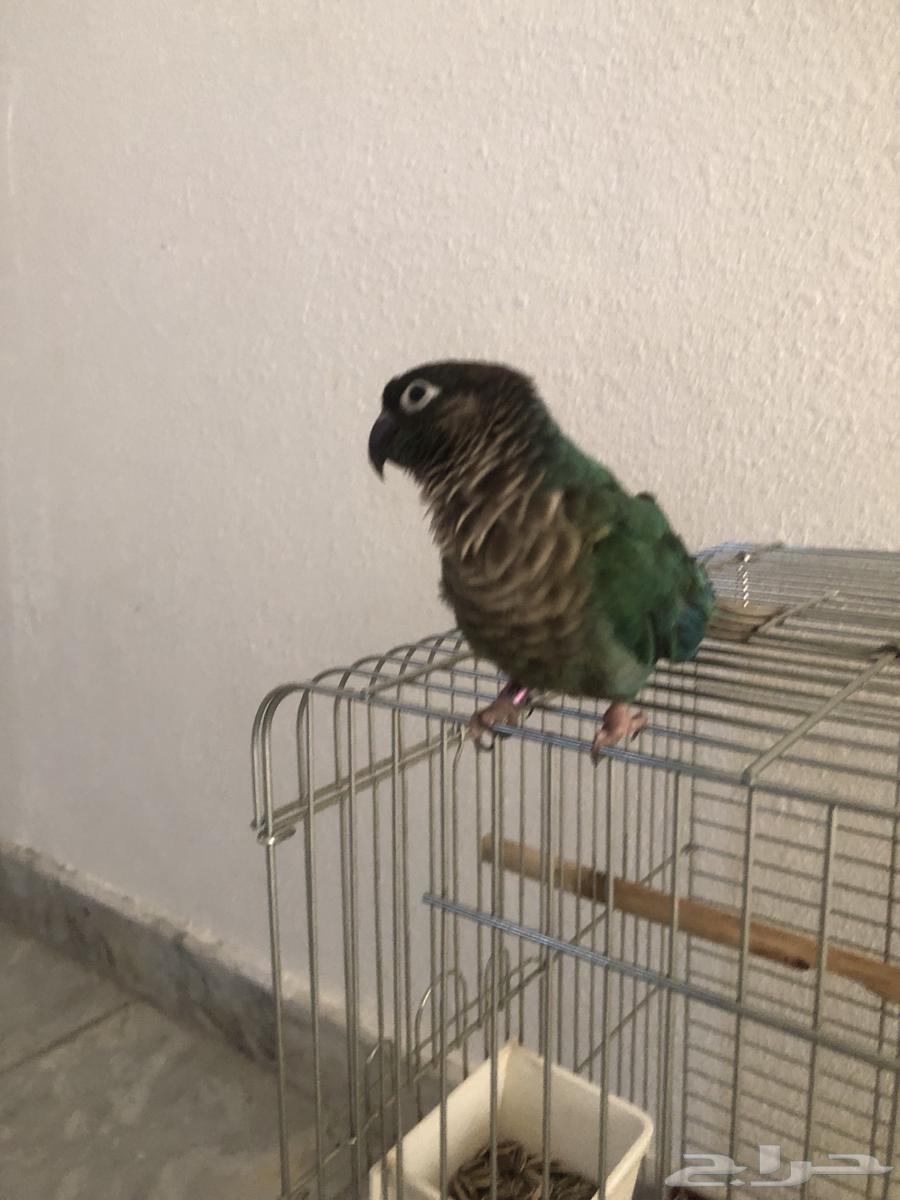 بغبغاء كنيور هدد داخلي64651709174146114