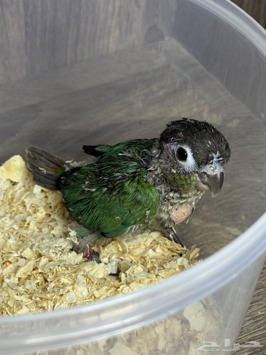 تم البيع64646871907074112