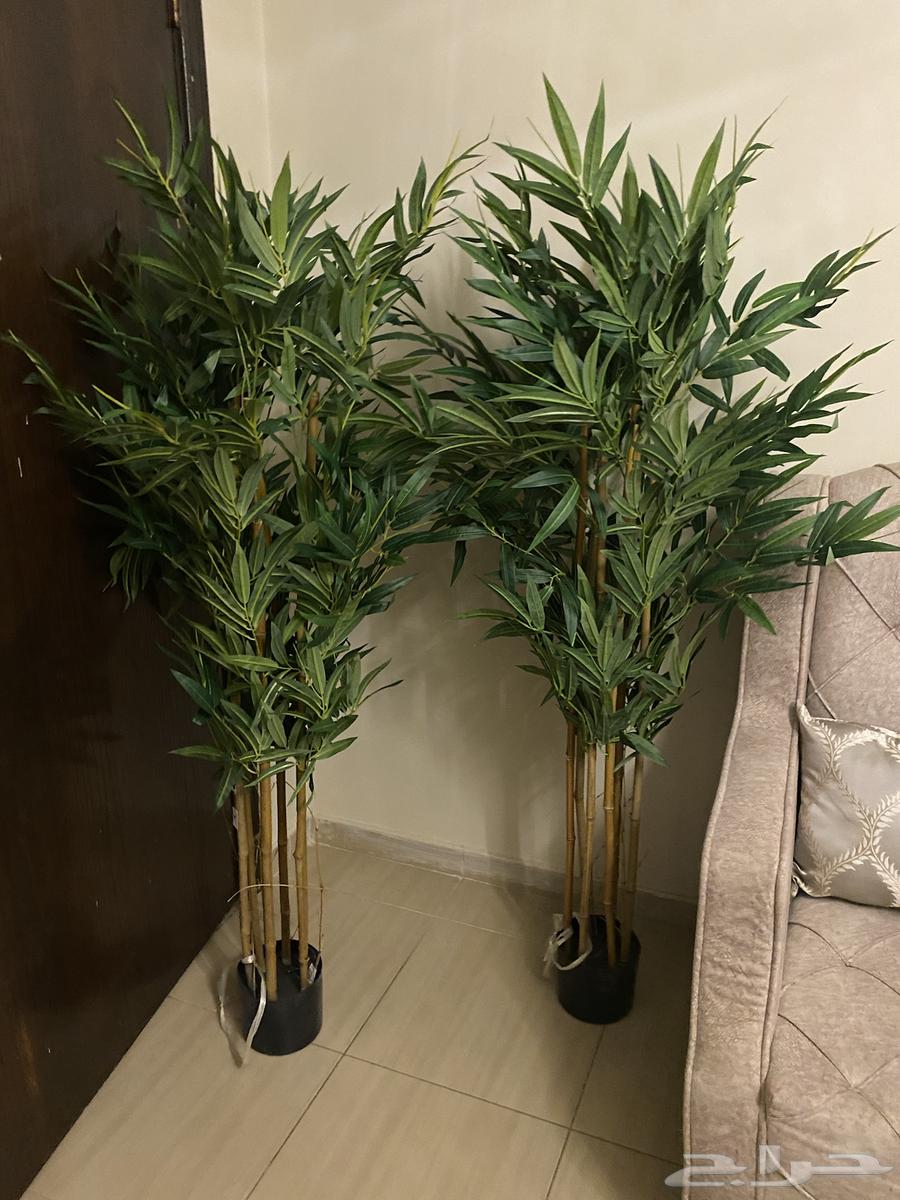 Antiques and Vases64652529060865114