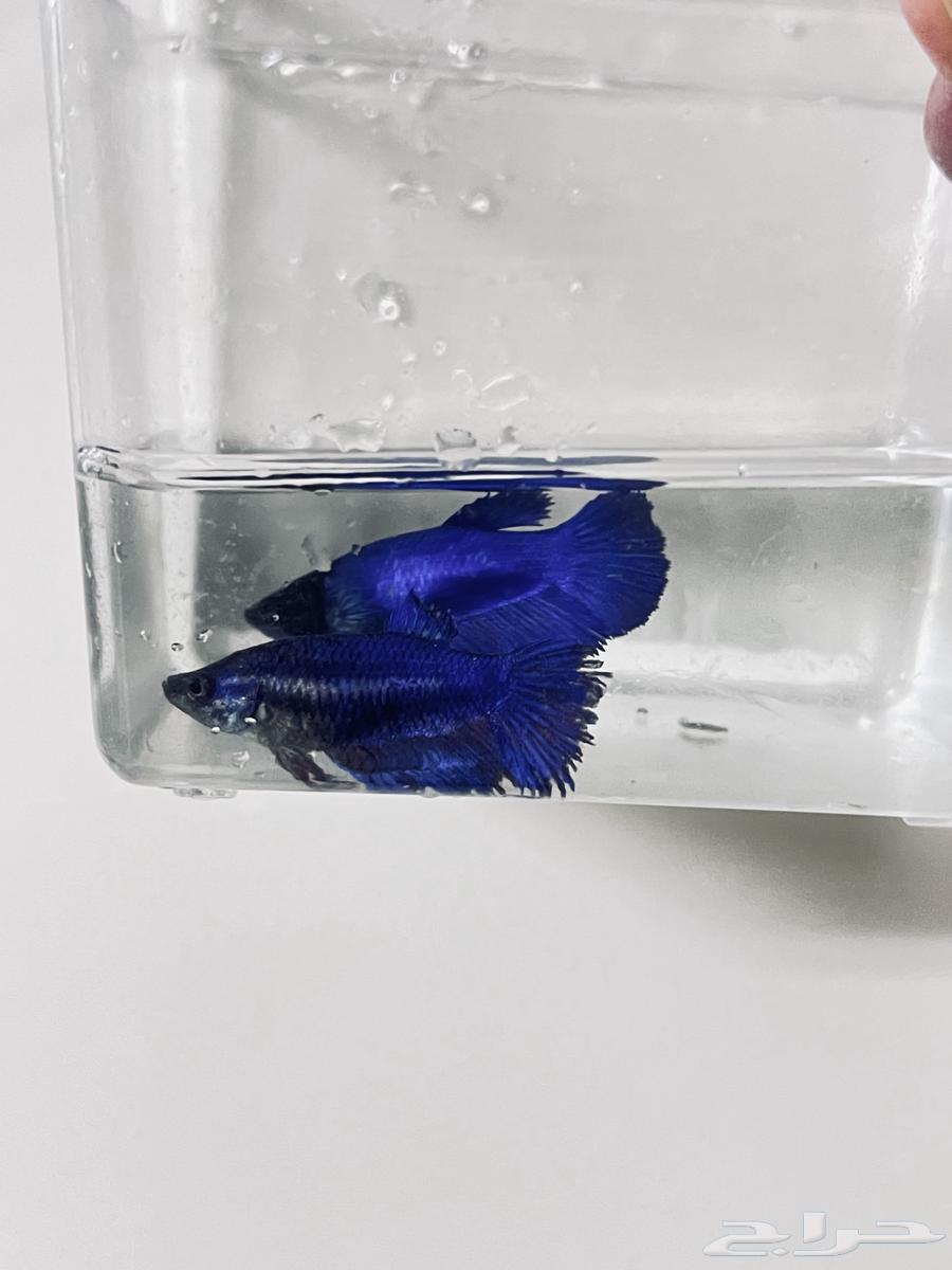 تم توفير مجموعه جديده من اسماك الفايتر ذكور واناث64653236648323113