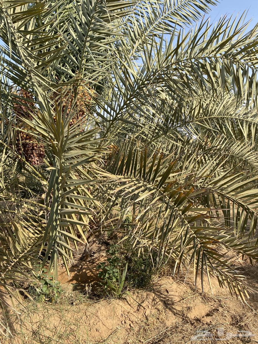 للبيع نخيل خلاص64647460842754112