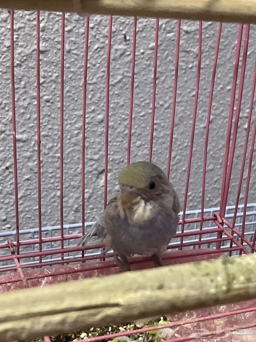 زوج بادجي هولندي منتج مع فرخين64611267497859114