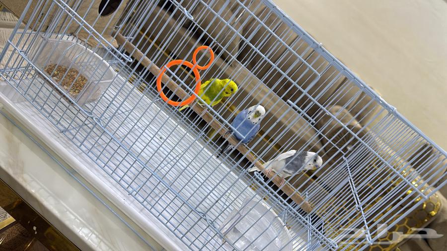 ثلاث طيور بادجي للبيع على السوم64650446921217113