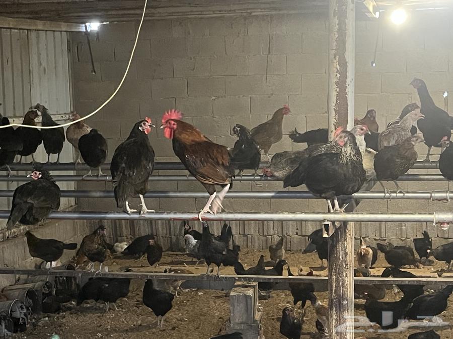 بيض بلدي مخصب64417427225987112