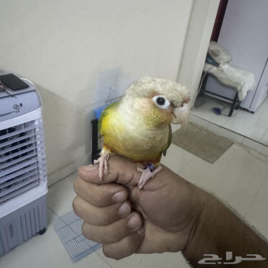 للبيع كنيور64646920976131114