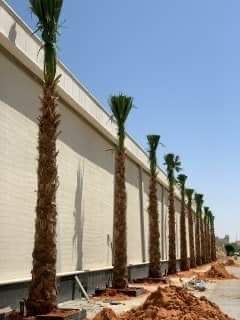 Palm and Shantan64165606718082110