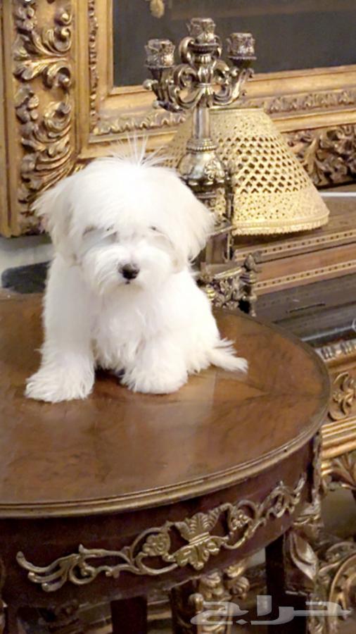 كلب مالتيز64574383306114111