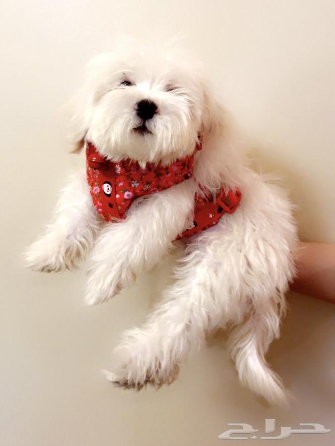 كلب مالتيز64574383306114114